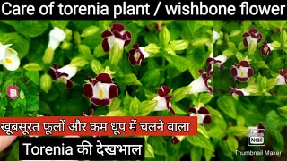 Care of torenia plant  wishbone flower खूबसूरत फूलों और कम धूप में चलने वाला Torenia की देखभाल [upl. by Tsenrae]