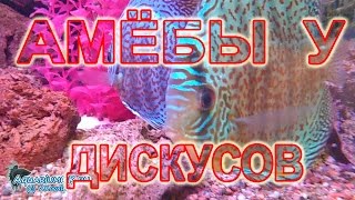 Амебная инвазия у дискусов Discus diseases amebiasis Причина азиатки  амёбы [upl. by Post]