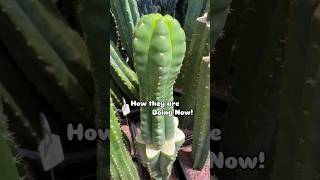 Etiolated clones that I grafted several months ago cactusjeff grafts cactus [upl. by Longan]