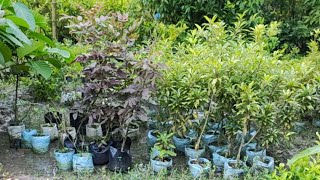 2 plant free new offer Thai verity nursery [upl. by Eardnoed]