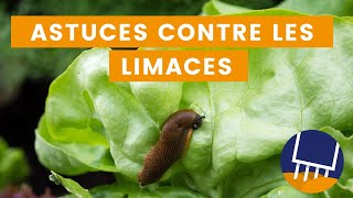 8 astuces pour éloigner les limaces et escargots du potager [upl. by Atiseret]