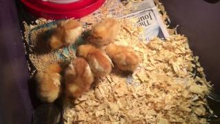 ISA Brown Chicks  One Week Old  Backyard Chickens [upl. by Haziza]