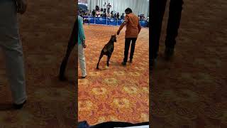 Dog Show dogshow trending [upl. by Shifra]