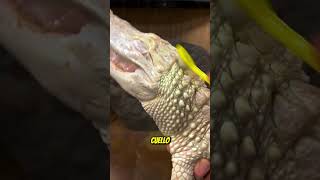 Sabias que asi se ve un caiman albino [upl. by Brahear991]