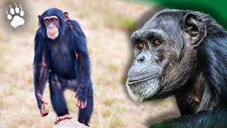 CHIMPANZÉS de la SAVANE  Une Nouvelle Espèce en Train de Naître  🐒 ⎮Documentaire animalier  AT [upl. by Akoek]