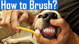 How to Brush Your Dogs Teeth at Home  Brushing My Puppys Teeth for the First Time  Dog Dental [upl. by Cousins]