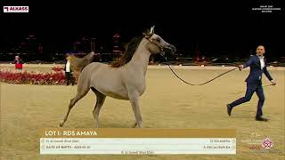 KIAHF 2024 Katara Arabian Horse Auction [upl. by Defant]