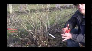 How to Prune Currants for Better Growth amp Airflow  Prepare for Fan Training [upl. by Martreb164]