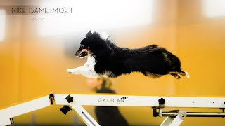 Nike  Same  Moët Border Collie amp Shelties  Agility [upl. by Hayouqes883]