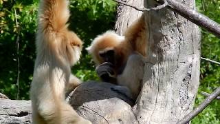 White handed Gibbon family What is baby going to do Baby full of energy [upl. by Garbers]