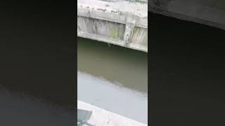 ilog canal dirty water sa ilog [upl. by Acisse]