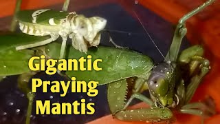 Gigantic Praying Mantis Rhombodera stalii [upl. by Anairt]