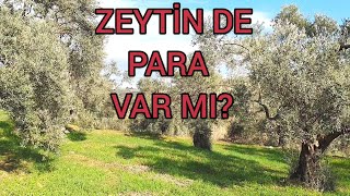 11 DÖNÜM ZEYTİNLİKTEN KAÇ PARA KAZANDIK  Zeytinlik Fiyatları [upl. by Brackett]