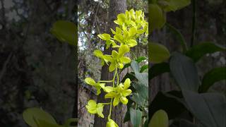 Green orchid plants rareplants [upl. by Judsen341]