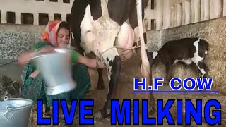 HF cow milk benefitsmilking a cow by handbeautiful girl milking cow by handf cow farm in India [upl. by Engamrahc]