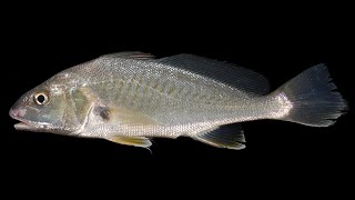 Facts The Atlantic Croaker [upl. by Hopper]