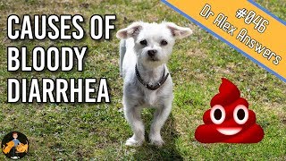 Why is there Blood in Your Dogs Stool  Dog Health Vet Advice [upl. by Lleihsad]