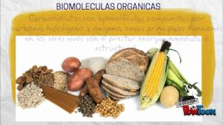 BIOELEMENTOS Y BIOMOLECULAS [upl. by Ahseinar]