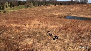 Skyviews Beagles amp Heartlands Kennel Training Northern WV Beagle Club [upl. by Essa98]