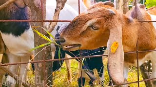 GOAT FARMING🐐🐐 OUR ACTIVITIES WITH TAME AND CUTE GOATS GOAT VIDEOS [upl. by Arthur]