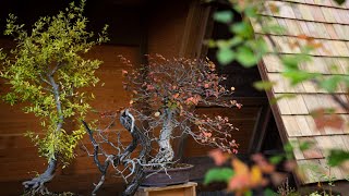 Korean Hornbeam Bonsai Fall Pruning [upl. by Adnaral]