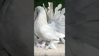 Silver nakka masaallah 🔥vairalvideo pigeon pigeonattitude kabutor nakka youtubeshorts vairal [upl. by Garda]