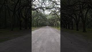 October 5 2024 Wormsloe Historic Site Savannah GA [upl. by Berner]