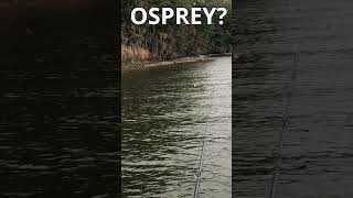 Osprey ATE My Topwater While Bass Fishing at Lake Eufaula shorts [upl. by Renckens]