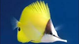 Long Nose Butterfly fish [upl. by Bicknell176]