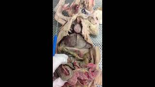 Biology 221  Internal Organs of the Rabbit [upl. by Scarface]