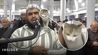 A Cat Joins A Ramadan Prayer As Muslims Celebrate The Holy Month  Insider News [upl. by Alohs]