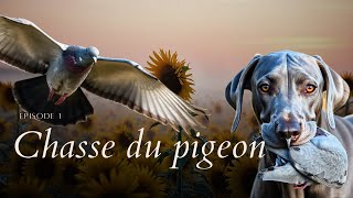 EP 1 CHASSE DU PIGEON AU TOURNESOLS [upl. by Dall]