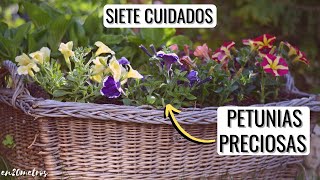 7 CUIDADOS CLAVE para PETUNIAS INCREÍBLES más floración y duración  en20metros [upl. by Enoitna758]