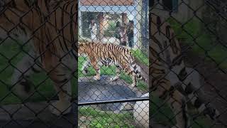 Sumatran Tiger at the Toronto Zoo [upl. by Zetana587]