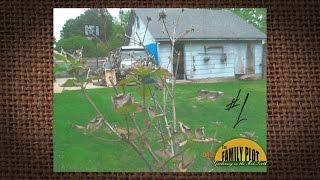 Spot Anthracnose on Flowering Dogwood  James Blake [upl. by Timmons164]