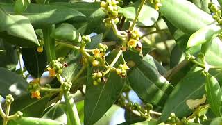 Grey mangrove flowers Avicennia marina  white mangrove apiapi [upl. by Urban]