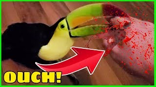 Toucans BITE and it is NOT FUN  One of Many Reasons They Make Terrible Pets [upl. by Airamak]