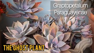 Graptopetalum paraguayense  How To Care For Graptopetalum paraguayense  Ghost Plant succulent [upl. by Cimah]