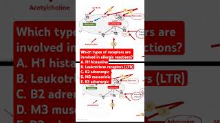 Which types of receptors are involved in allergic reactions [upl. by Anialed625]