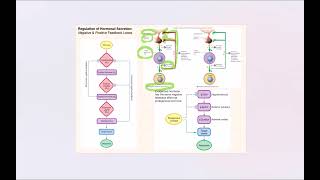 Lecture Video 7 Endocrine System [upl. by Oad153]