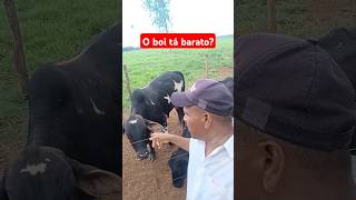 Carne de boi está barato carne agro fazenda gado preço [upl. by Sirronal733]