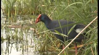 Taléve sultane  Purple Swamphen  Porphyrio porphyrio [upl. by Anatnahs]