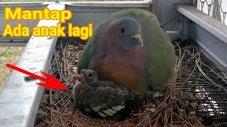 cara ternak burung punai Daun biar cepat berkembang biak begini cara nya [upl. by Hnacogn]