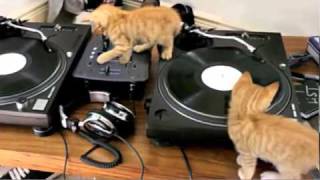 DJ chaton [upl. by Weibel]