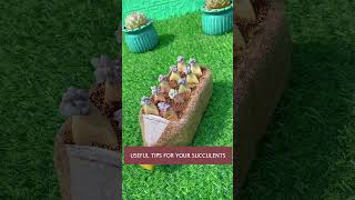 Useful tips for your succulents 多肉植物 다육이들  Suculentas shorts [upl. by Eiramait234]