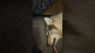 😈 wolfmix shorts siberianhusky funnyanimals tamaskan pets [upl. by Dougall962]