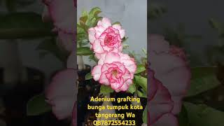 Adenium cipondoh kota tangerang wa 087872554233  adenium achmadeffendi shafaflowers [upl. by Egnalos]