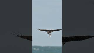 Osprey catches 3 fish at once Can it keep all 3 [upl. by Leahcimnhoj869]