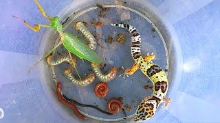 What would happen if they met💥praying mantis gecko ground snake beetle larvae millipedes [upl. by Cutlor]