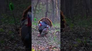 One Blade Across the Neck Turkey Bowhunt [upl. by Enyalahs684]